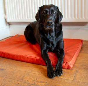 COUSSIN CONFORTABLE CRATE 76x53x7CM ORANGE