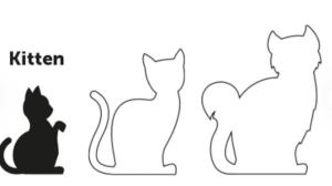 HARNAIS+LAISSE CHATON AIWA MIX COULEUR 1PC