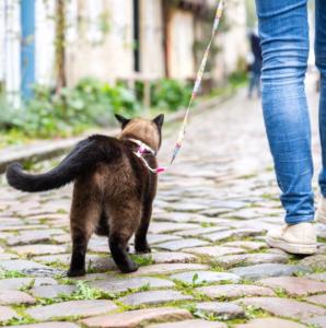 HARNAIS + LAISSE CHAT MATRIX 2.0 ROSE