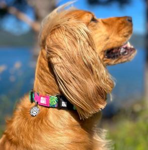 COLLIER + GOTCHA TROPICAL S 1,5x28-45CM