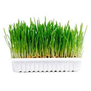 Herbe pour lapins et rongeurs kit 70g - 17,5x13x3cm