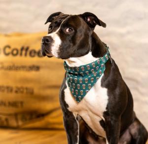 BANDANA COFFEE BREAK L