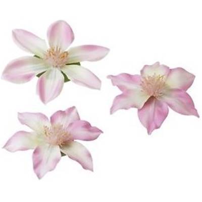 CLEMATIS PINK 10/13cm 3 pièces