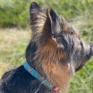 COLLIER + GOTCHA POPCORN M 2x34-55CM