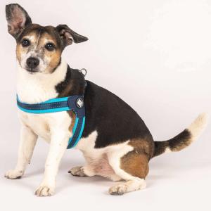 HARNAIS Q-FIT MATRIX SKY BLUE XL