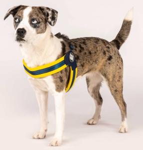 HARNAIS Q-FIT MATRIX YELLOW S