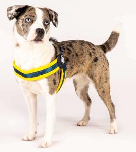 HARNAIS Q-FIT MATRIX YELLOW S