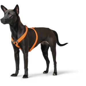 Harnais London Rapid S Cou 38 - 59 cm | Ventre 41 - 70 cm | Large 2,0 cm, orange