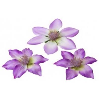 CLEMATIS PURPLE 10/13 cm 3 pièces