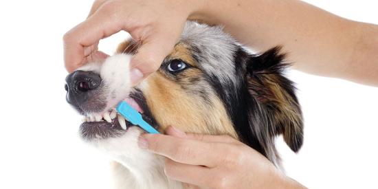 Hygine des DENTS & YEUX