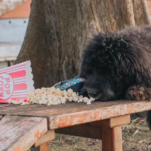 COLLIER + GOTCHA POPCORN S 1,5x28-45CM