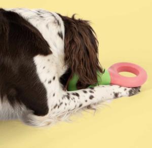 Coockoo Jouet pour chien DOODLE Vert/rose 23CM