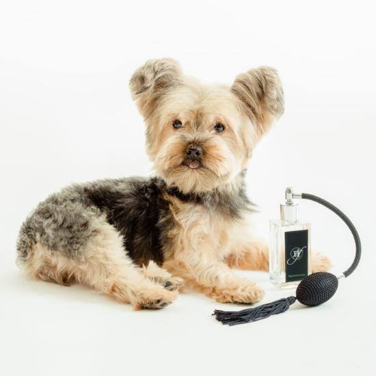 Parfums (toutes Marques)